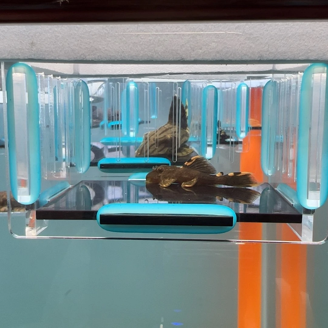 清道夫录完整开箱视频 入缸后不包损4.5