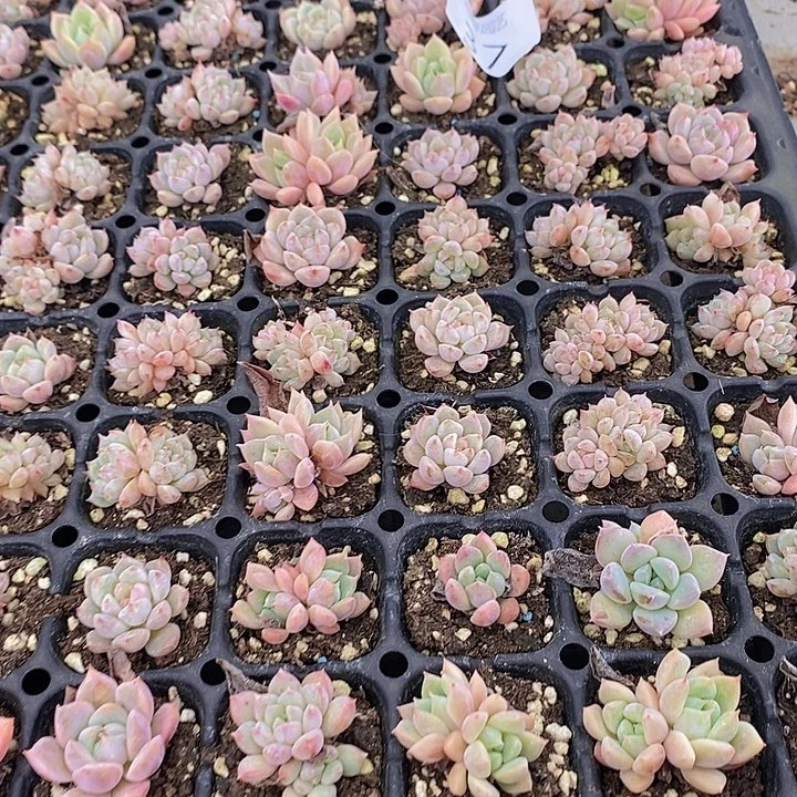 37 多肉植物盆栽植物