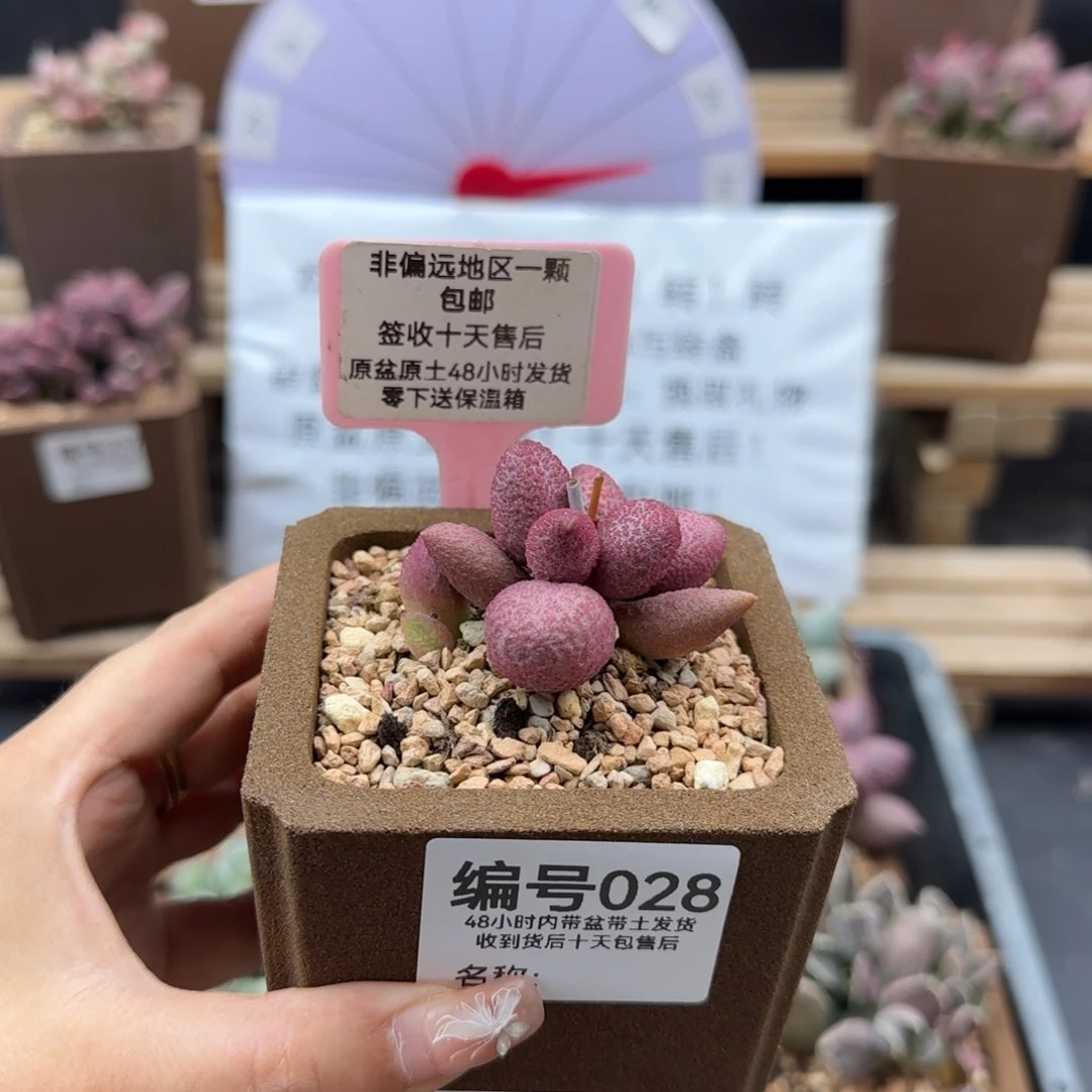 飔*028糖果补差多肉植物