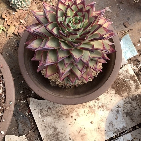 电*大美肉特价活动开始啦