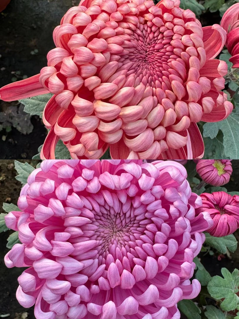 清棚处理九月菊（红国华，粉国华，菊花老根）土球发货不售后介意勿拍