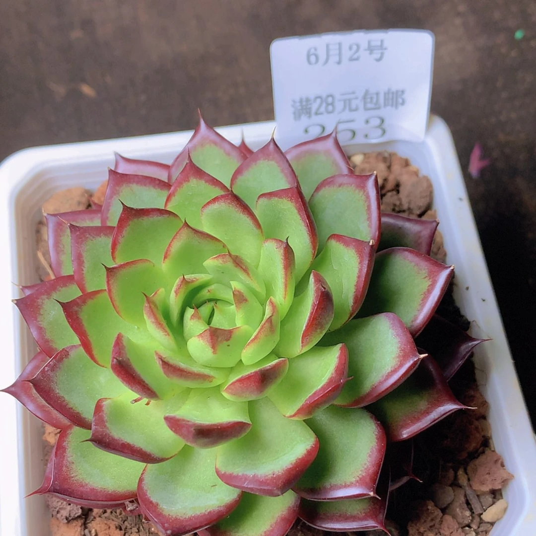 【闪购商品】云253号