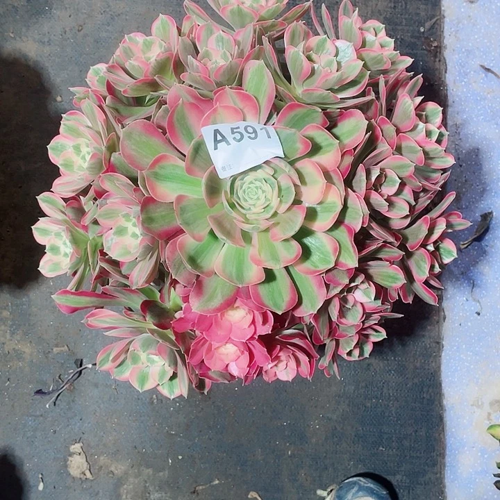 多肉粉女郎法师锦福利591