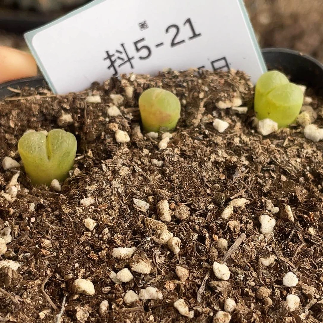 薄****5-21肉锥多肉植物