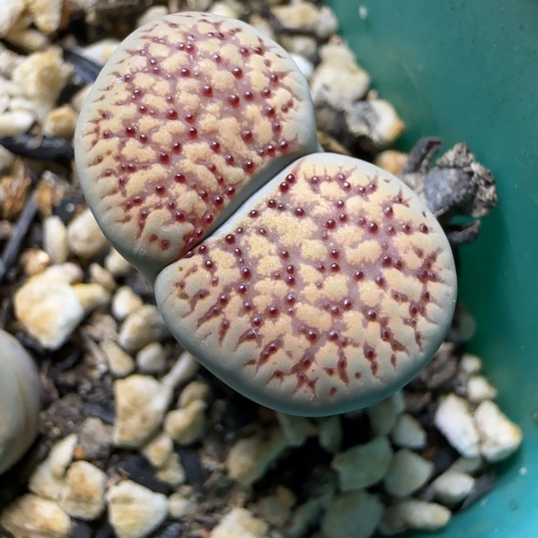 12.2.朝贡.9052尺寸2cm