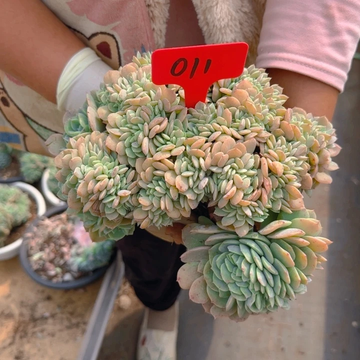 多肉植物一物一拍011