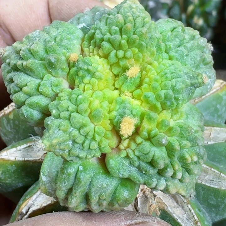 福利苗接怒涛697