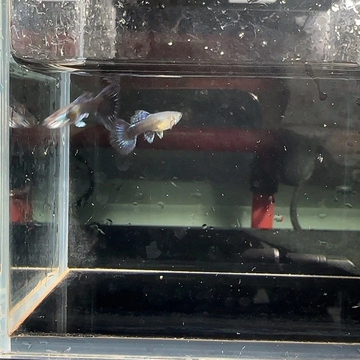孔雀鱼关注主播可以竞拍