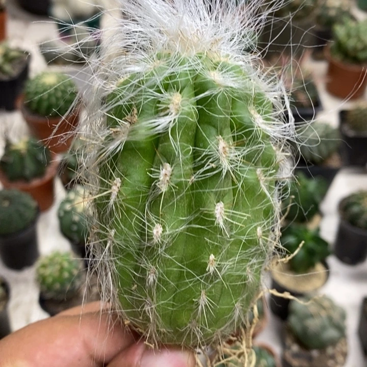 恐龙蛋特价福利包邮