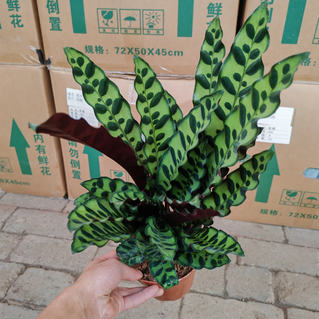 猫眼豹纹竹芋盆栽室内好养耐阴绿植梅兰竹菊