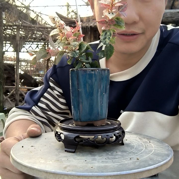 ?****数小盆景小植物一物一拍174