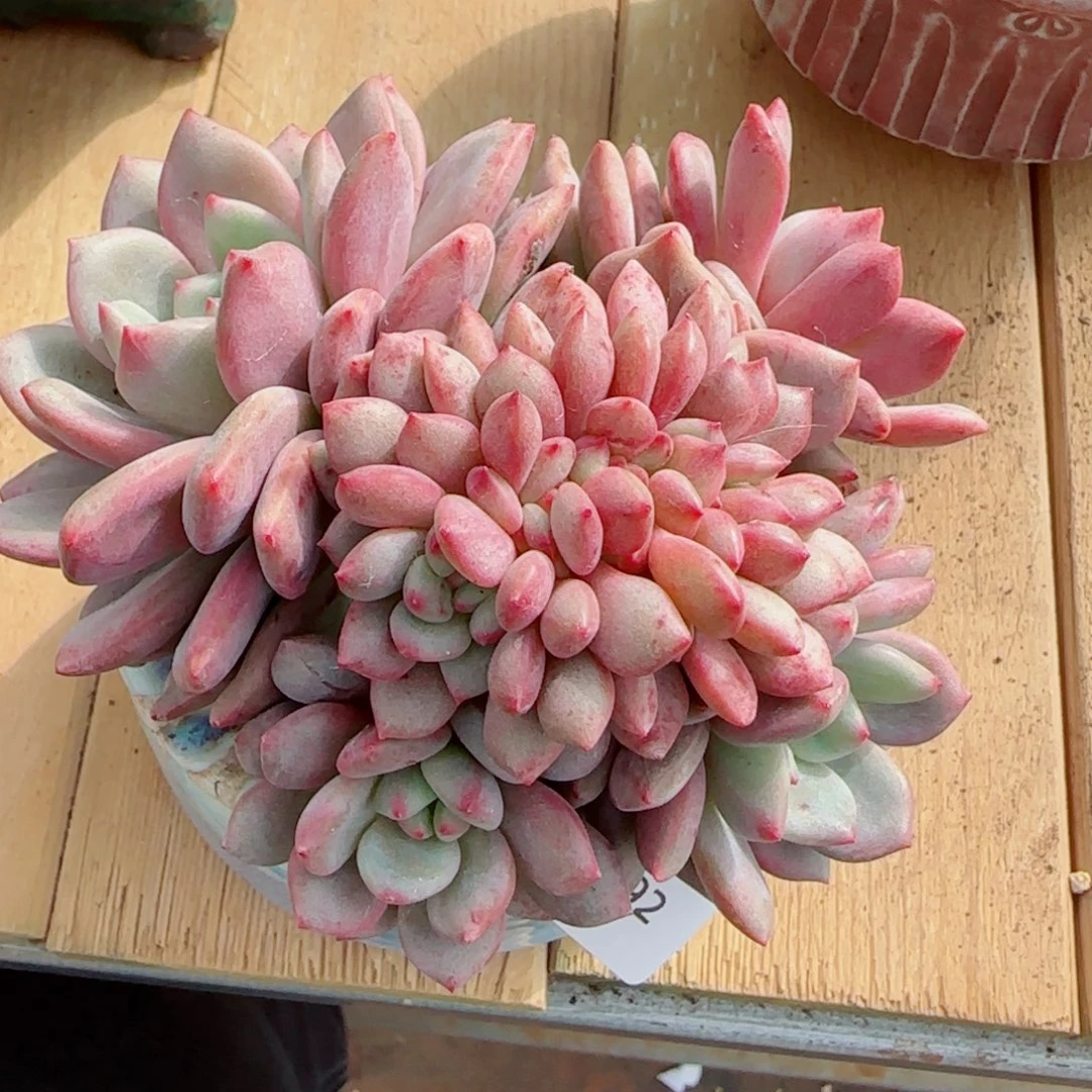 爱丽儿缀化，7992多肉植物