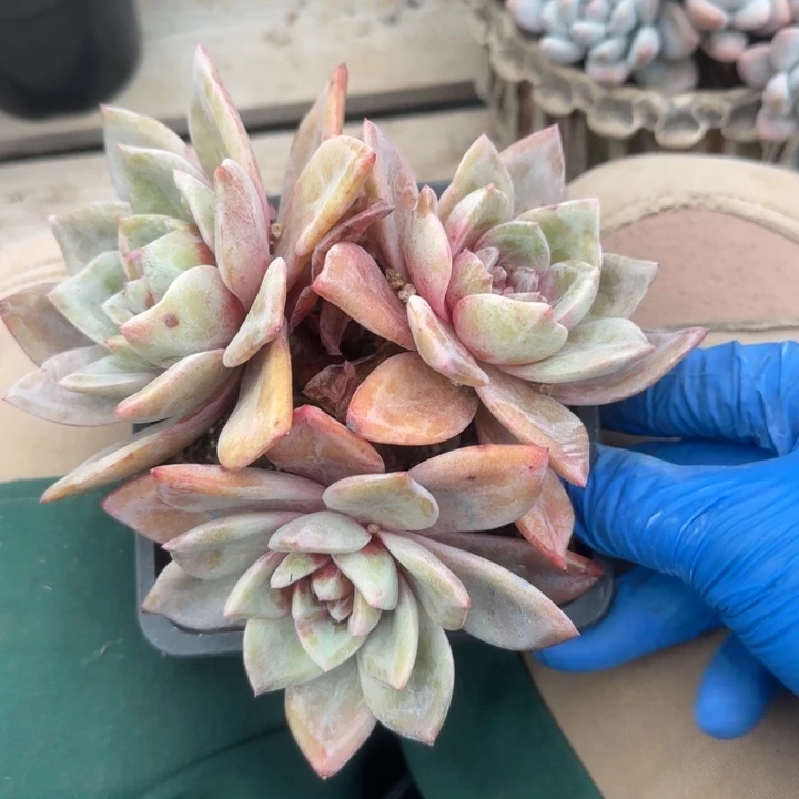 德国香槟老桩多肉五十包邮