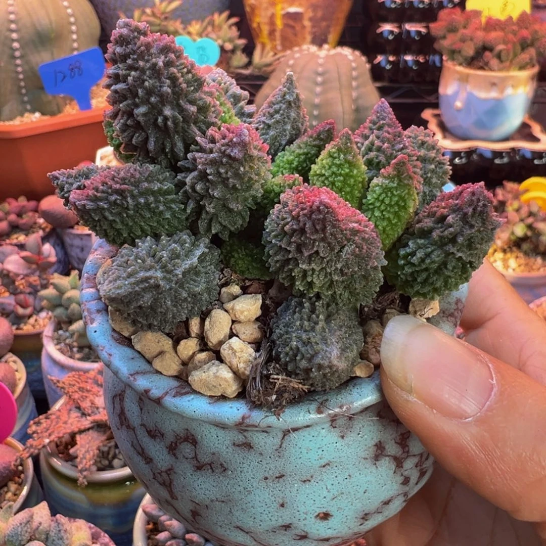 舜****好的我知道了我知道了我