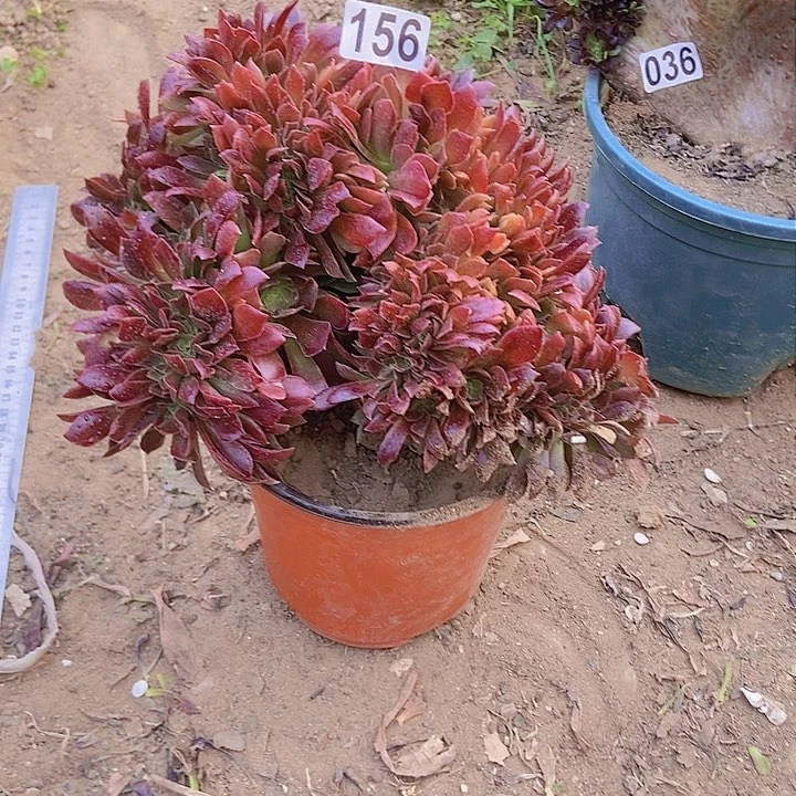 156火凤凰变异老庄