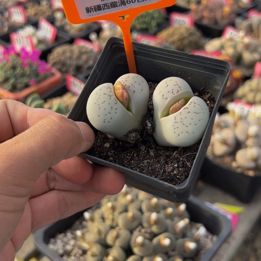 175 一物一拍，默认有伤，介意勿拍，不退不换