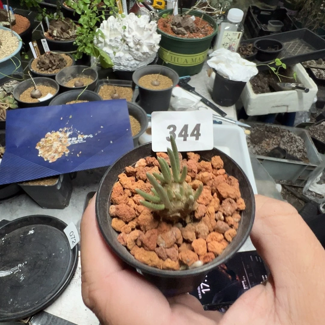 多肉植物专拍植物不退换 一物一拍 344