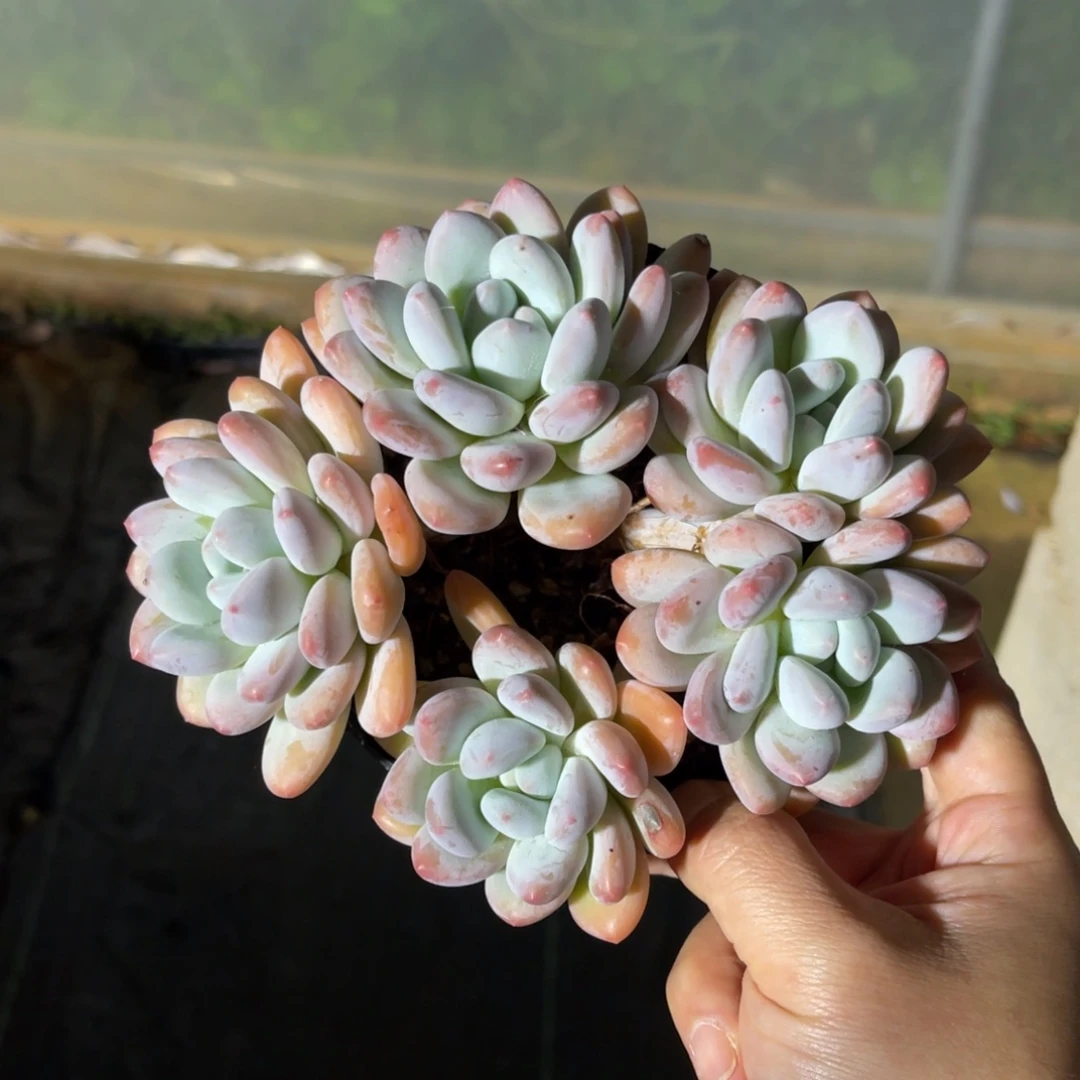 香水 一物一拍不支持退换