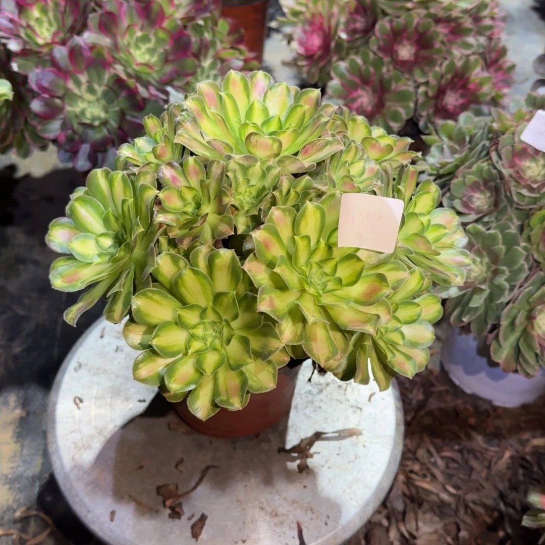 多肉植物韶华0523