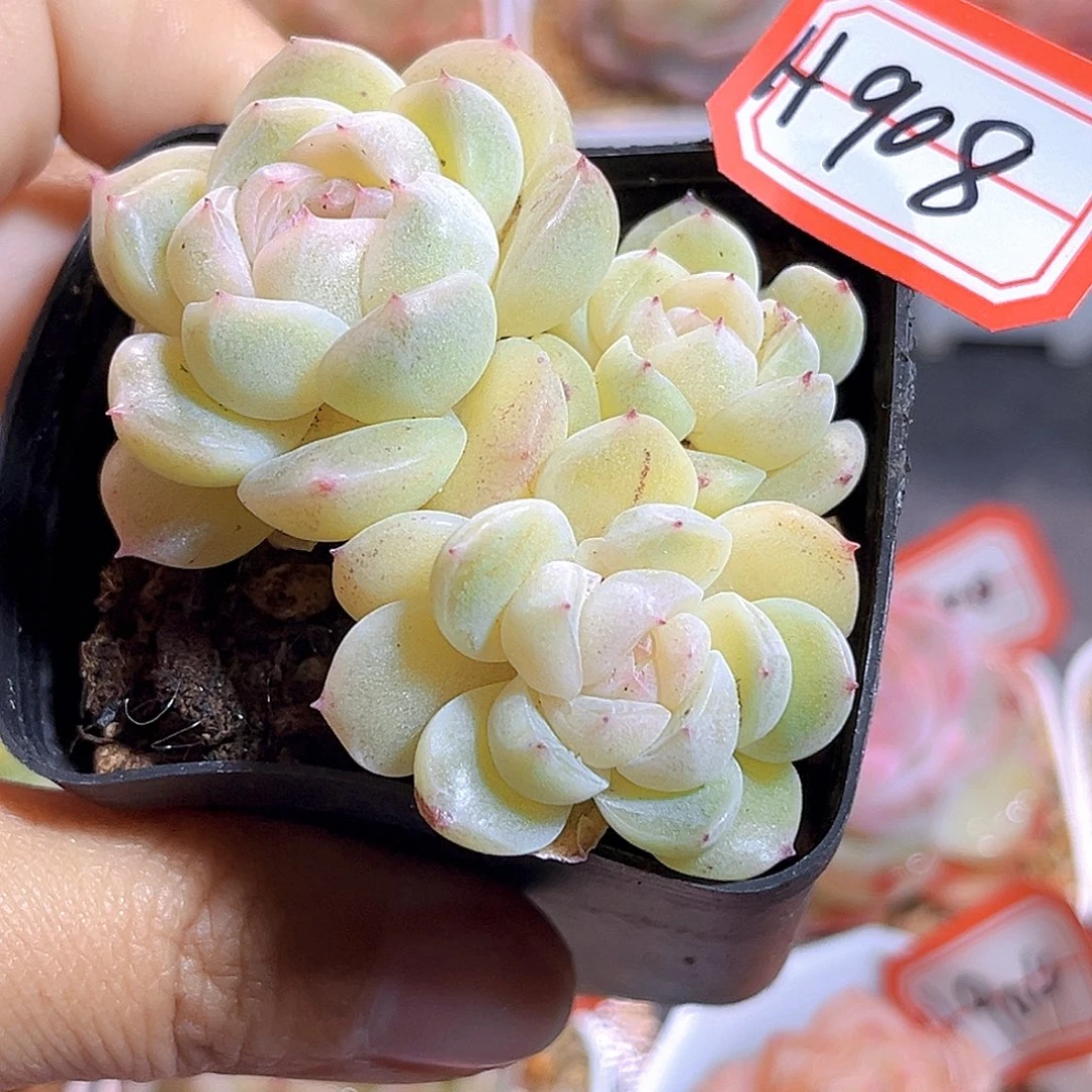 H908  扶摇珍妮 满18包邮