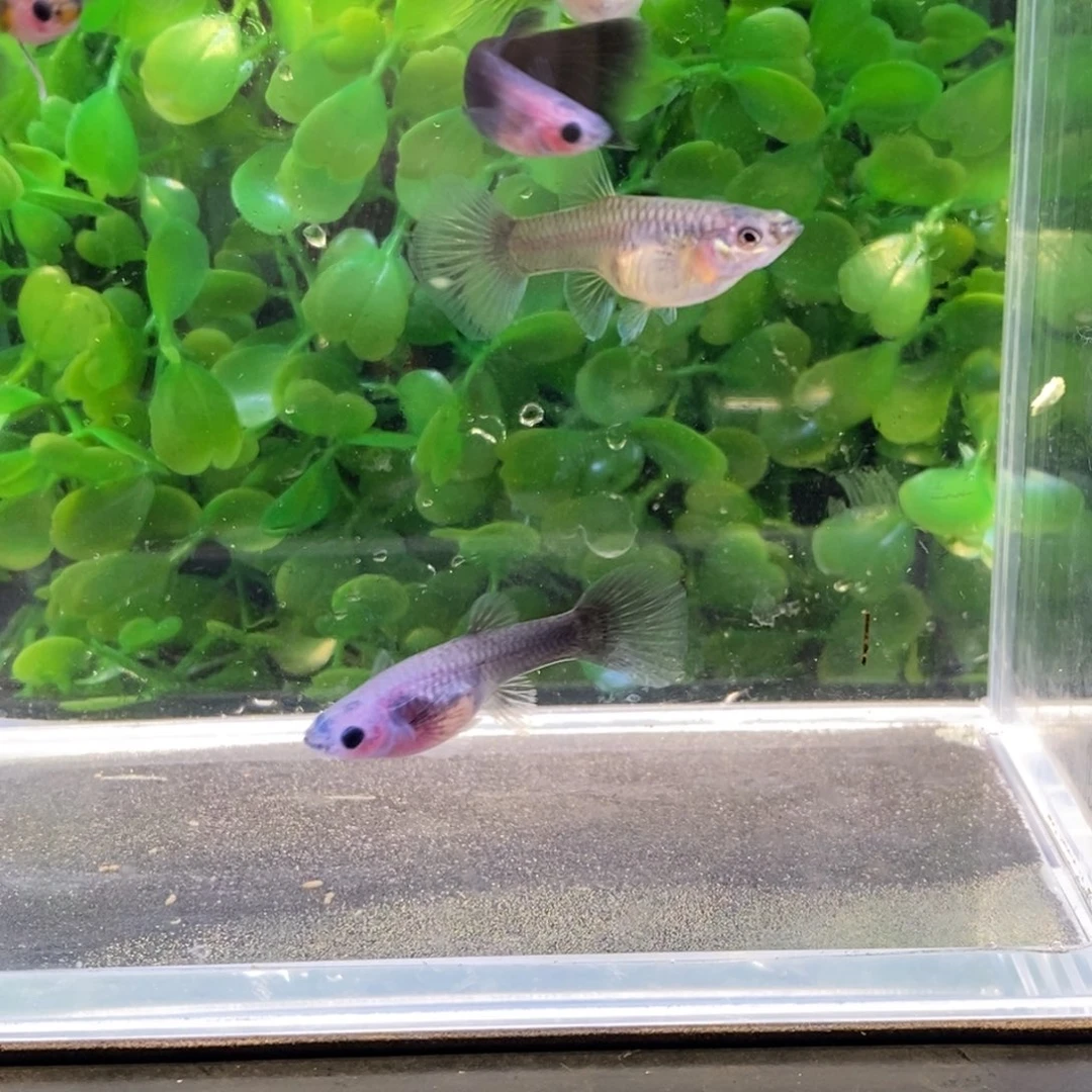 孔雀鱼七条礼服孔雀鱼