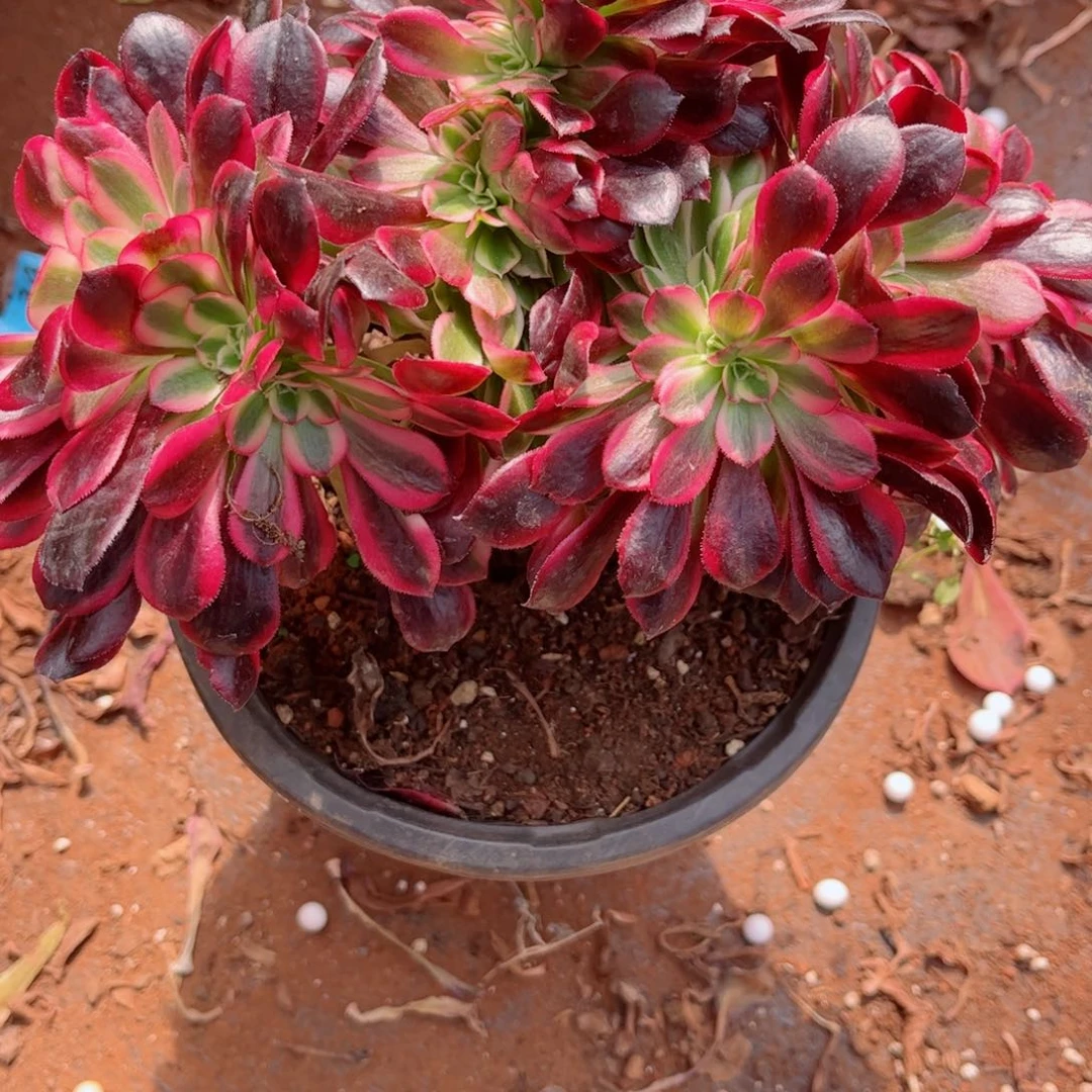 多肉植物455美杜莎