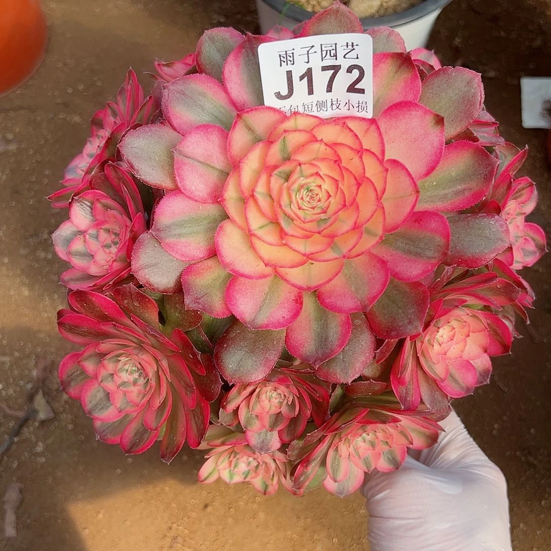 172荔枝尺寸20左右