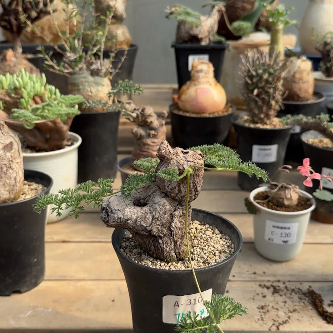 310枯木洋葵不带盆