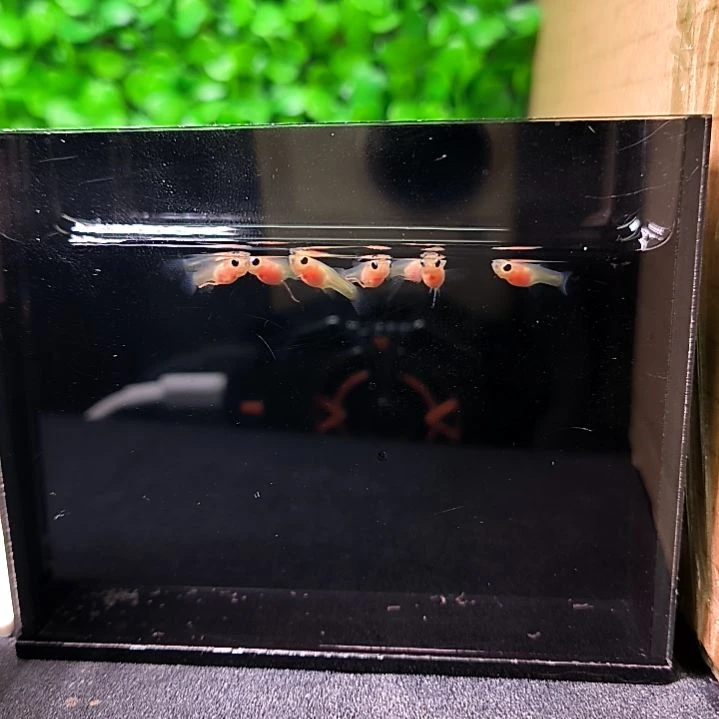 孔雀鱼粉猫大c。花条苗子含两条被损。