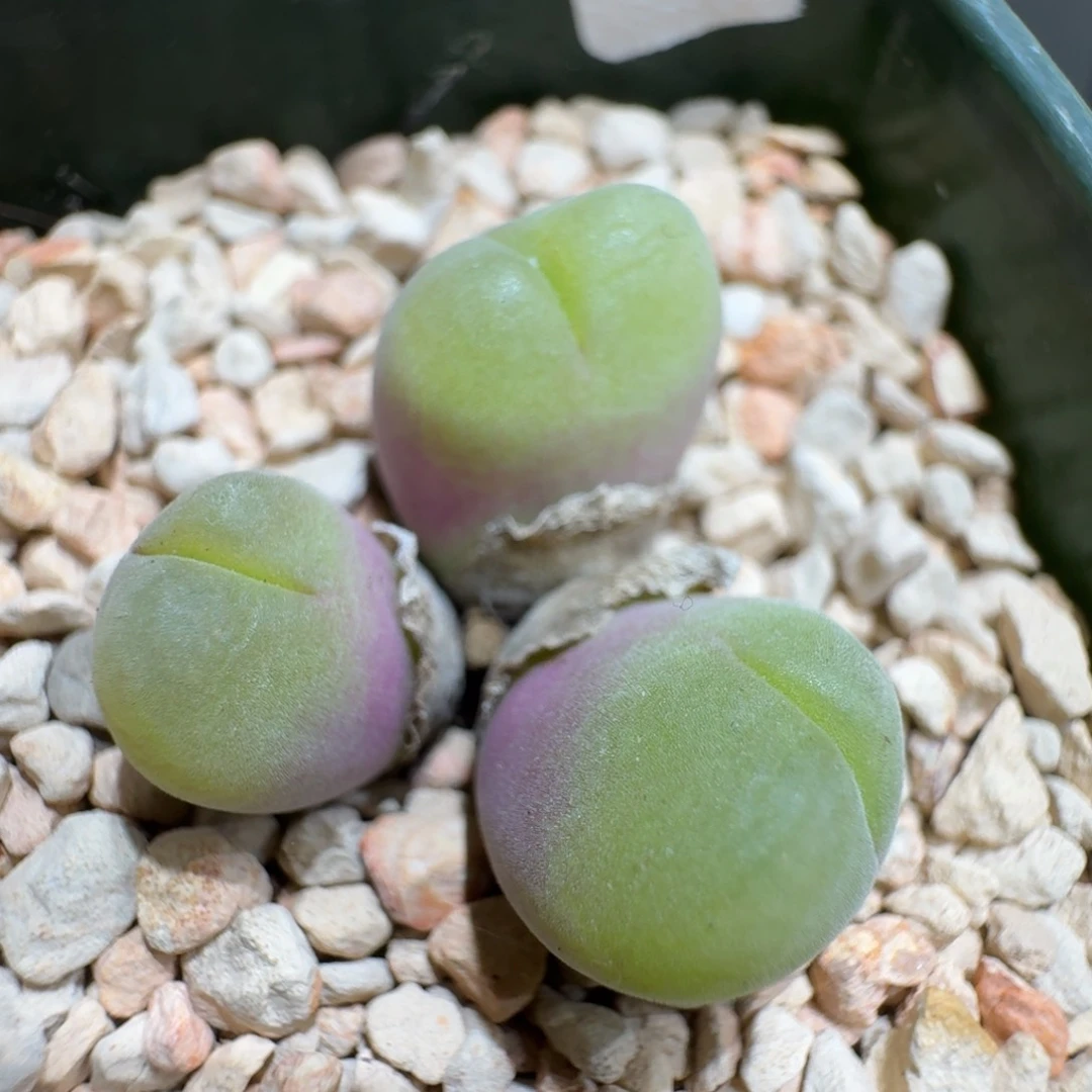 ?**单0131-90肉锥肉锥