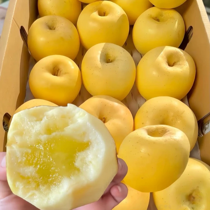 【产地直发】黄金奶油富士苹果脆甜多汁产地果园直发本地自然甜脆
