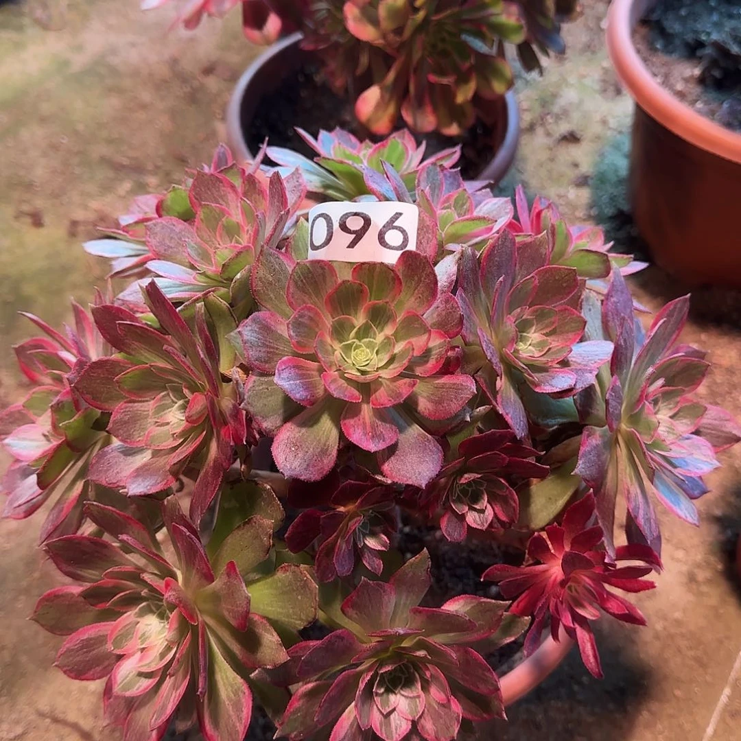 多肉植物法师万花筒096