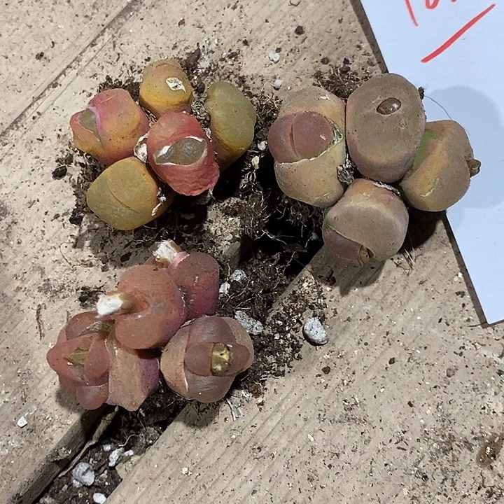 18309。    一组群生。