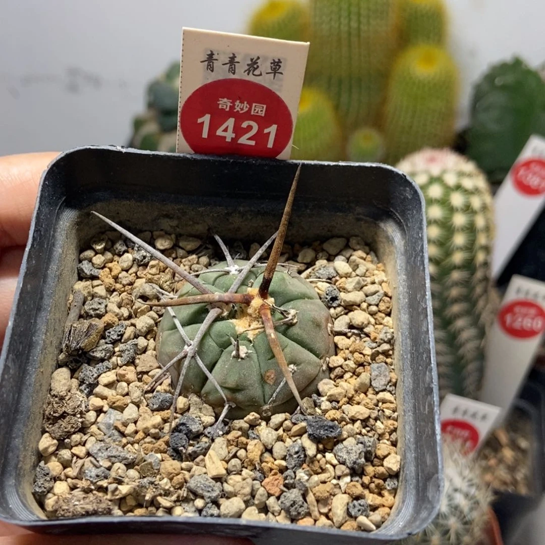 实生超刺光琳玉有雀斑3.3cm