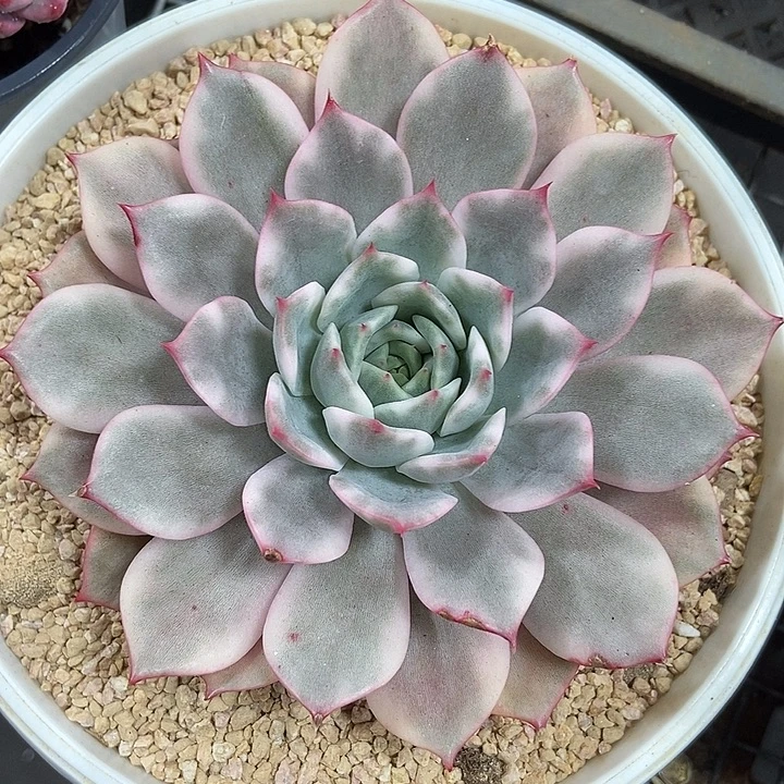 粉艾丽锦多肉植物