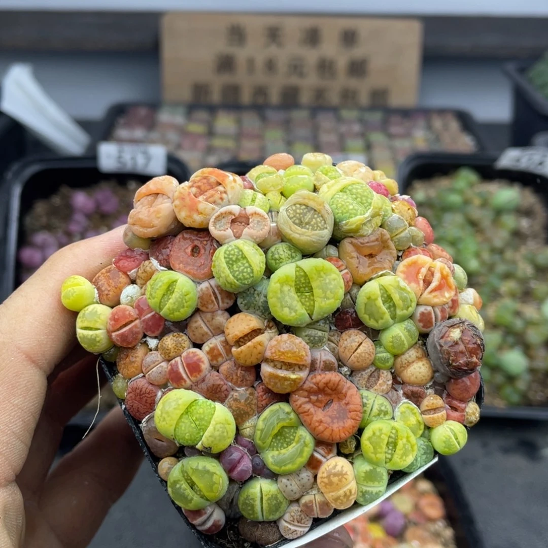 红陶000000000000523