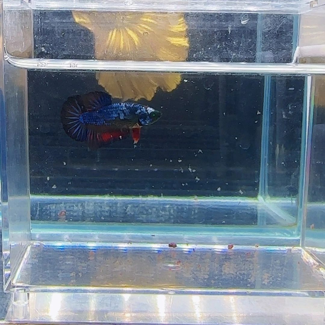 斗鱼活体观赏鱼好养耐活