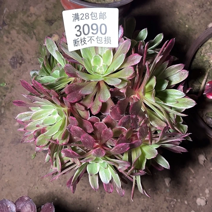 3090丛林水墨画多肉植物