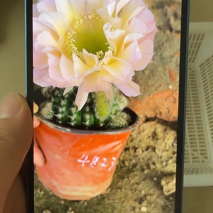 老***纳仙人球清库存歪g4823