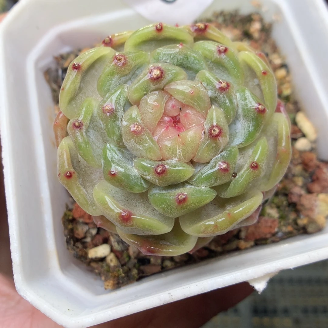 G53y y y y y y y y y