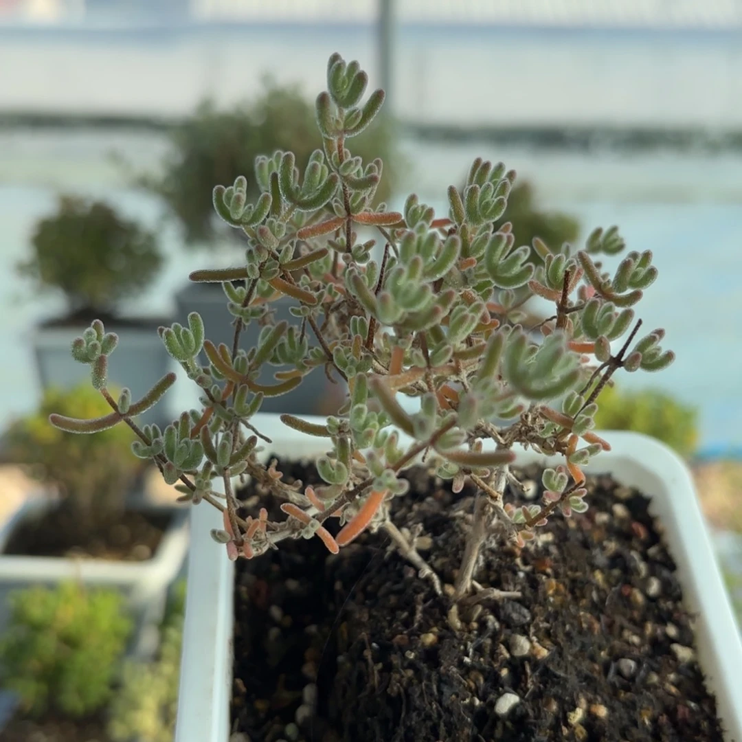 644冰紫枝干番心烦福利