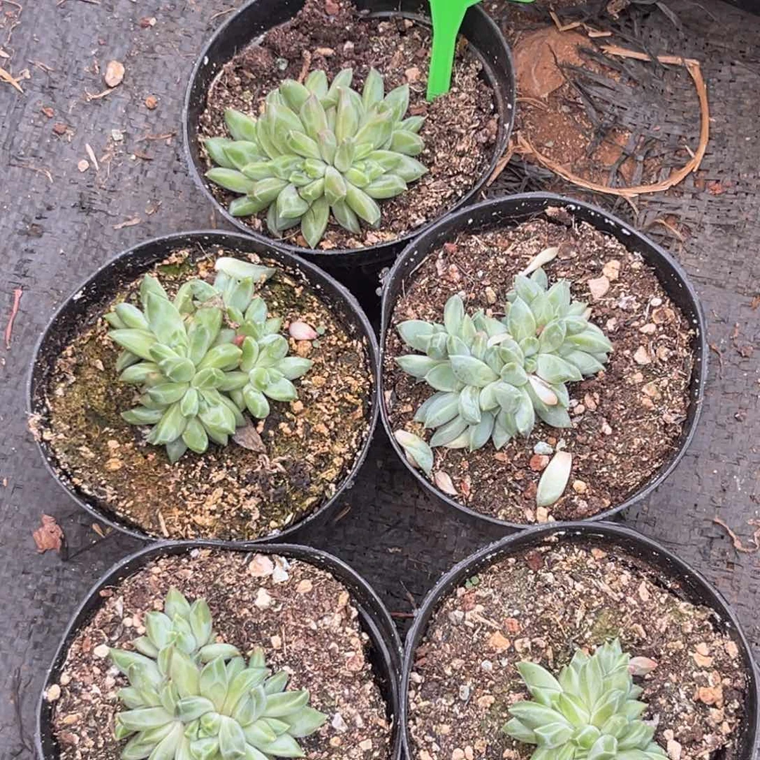 *****多肉植物暗纹美人杂5颗664