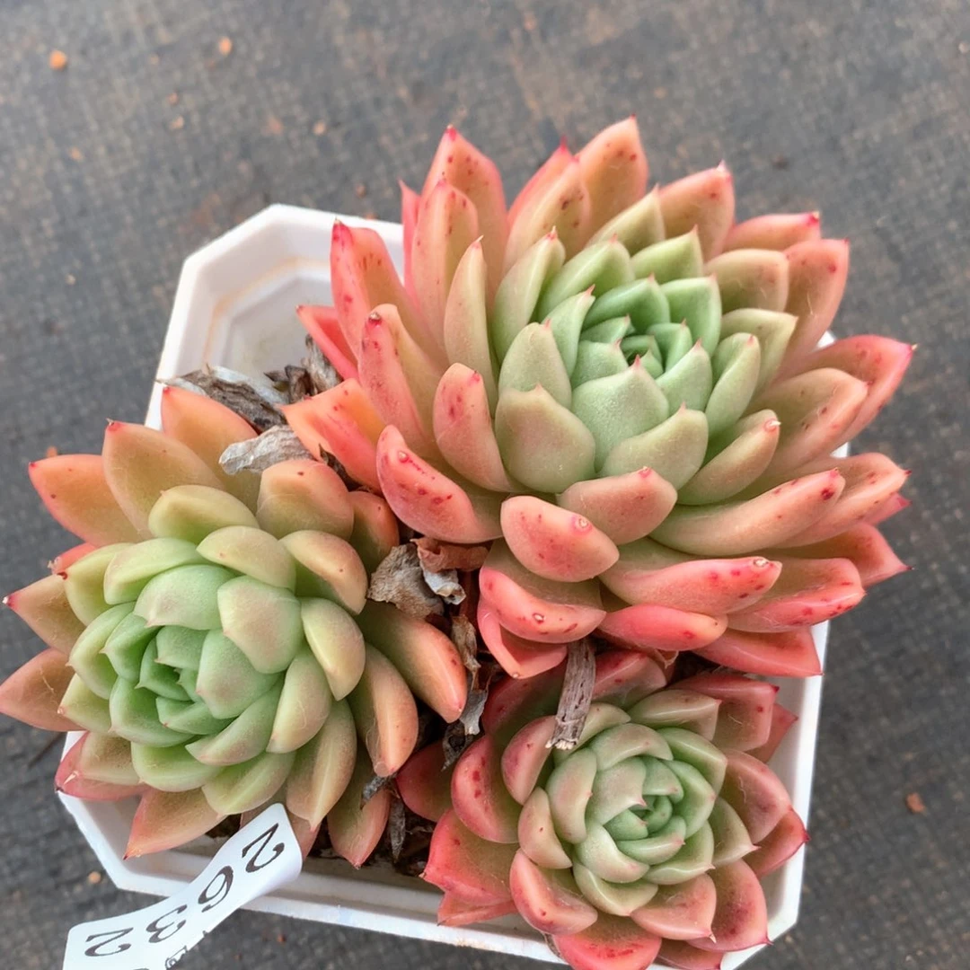 2632杂交多肉植物基地