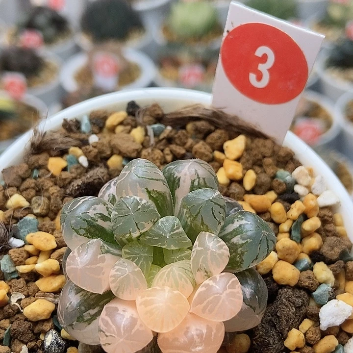 塑料皮333333333333