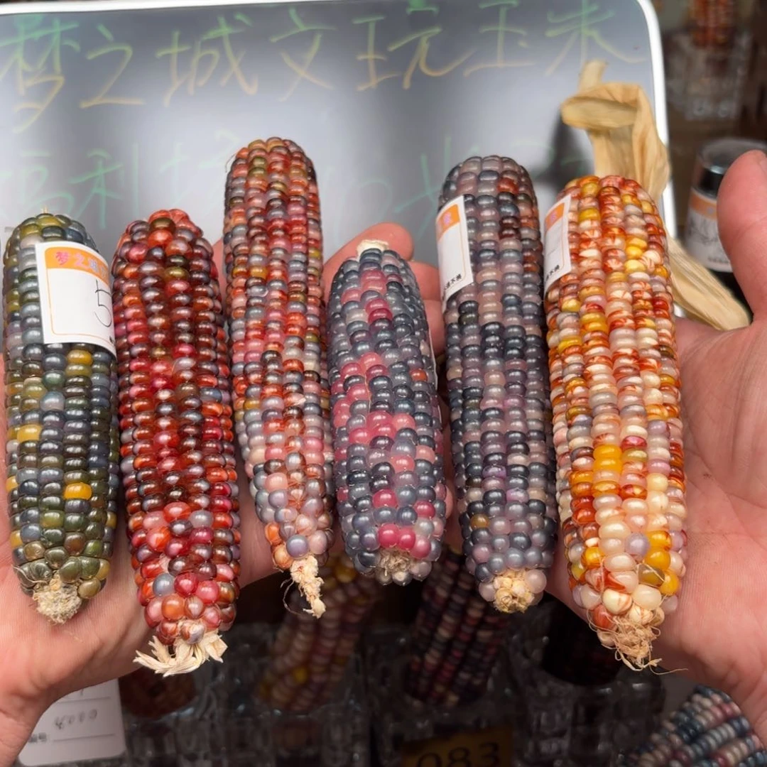 柏香籽/百香籽吊坠。****香