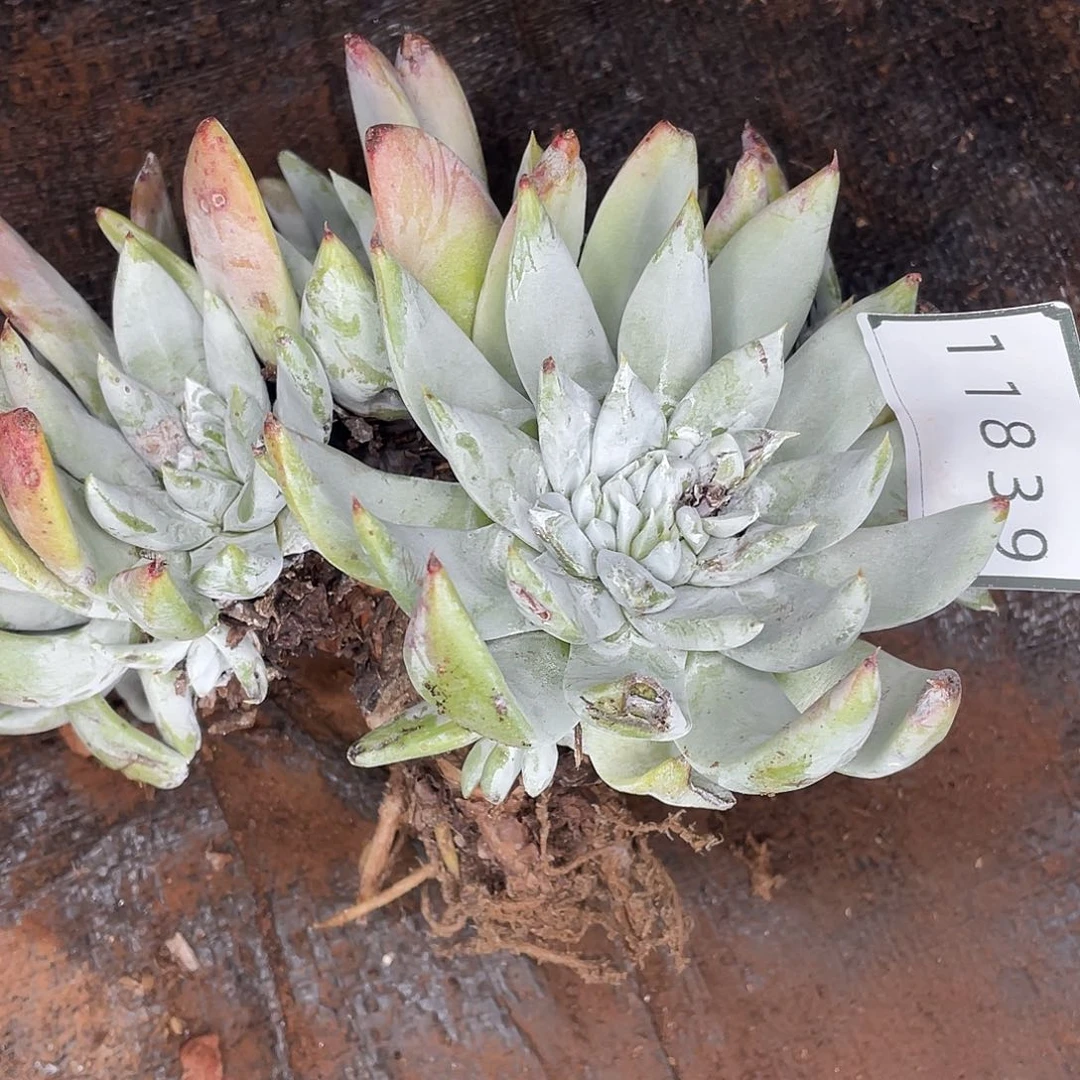 微瑕疵特价不售后11839