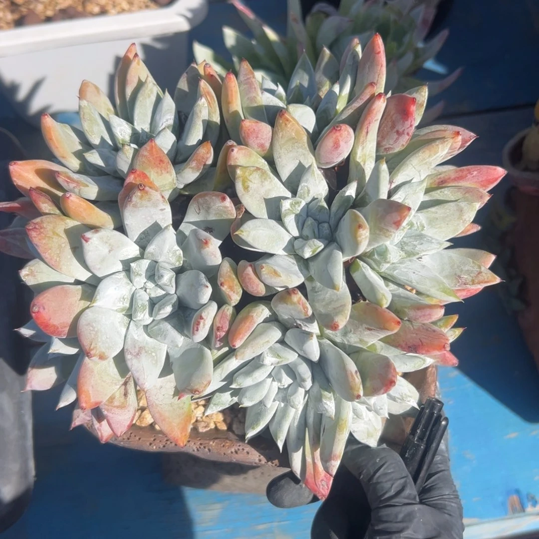 帕金尼～一物一拍2010