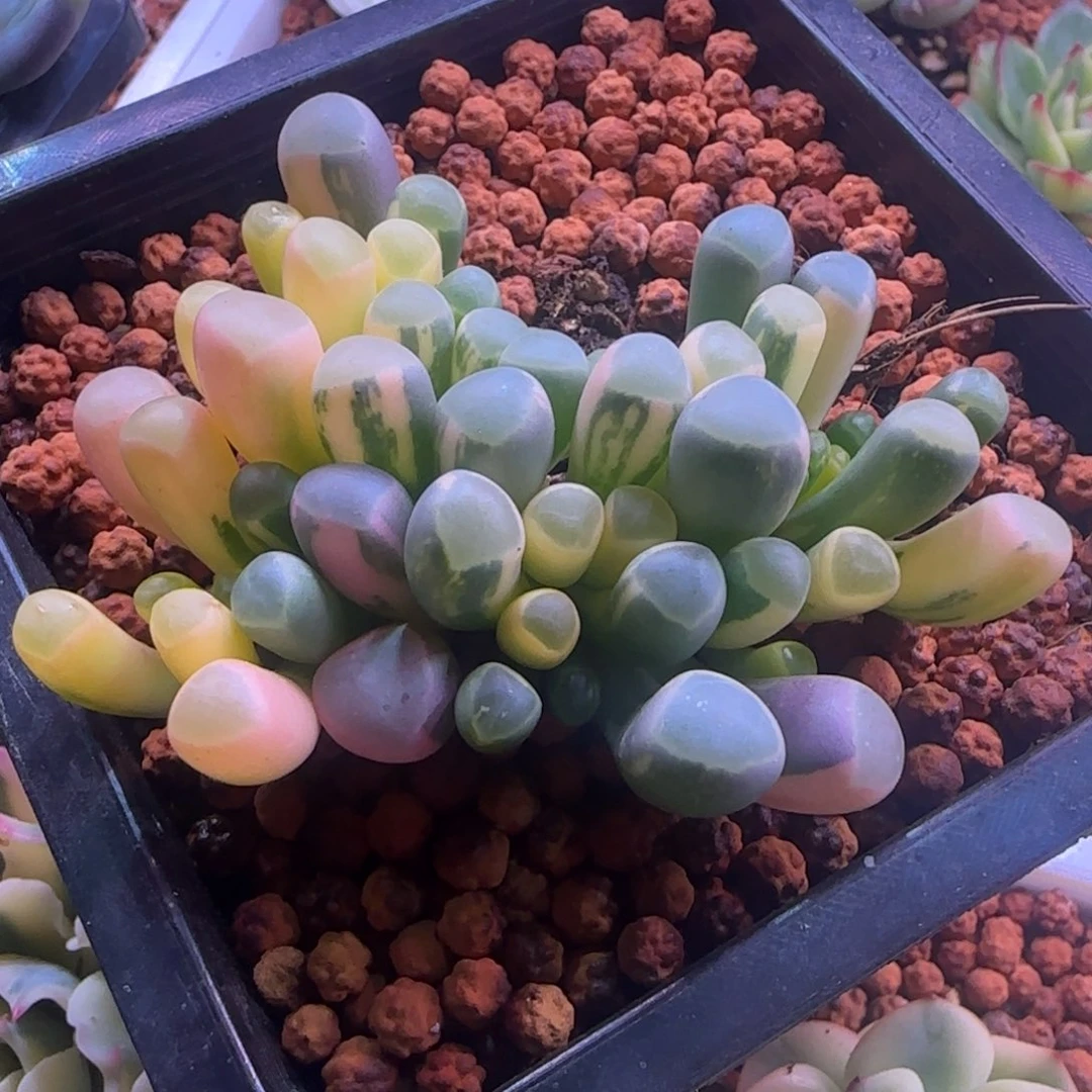 ✨***✨李冰蕊 多肉植物 五十铃玉