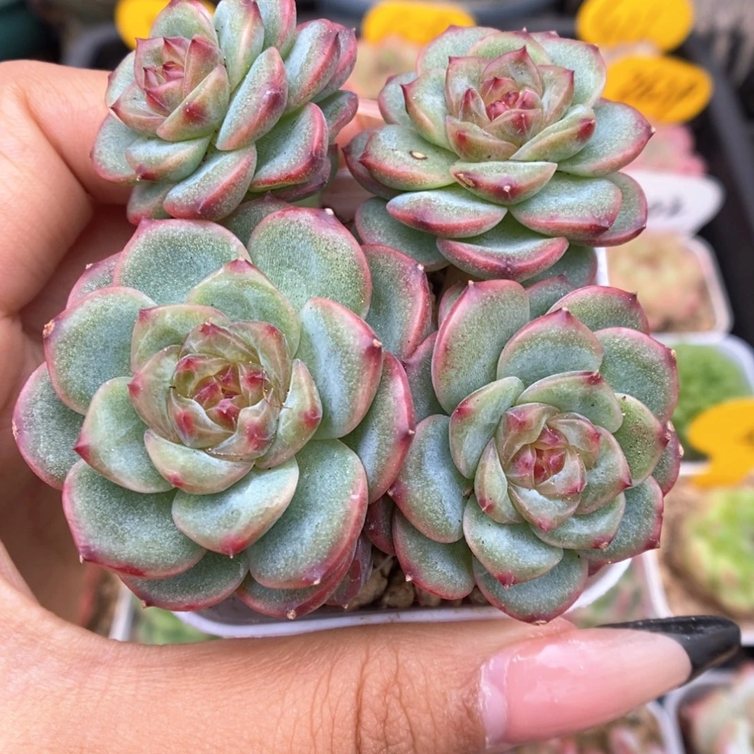 沅芷珍妮群生469号