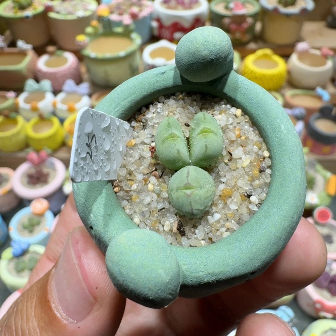 蘑菇1272少将多肉植物
